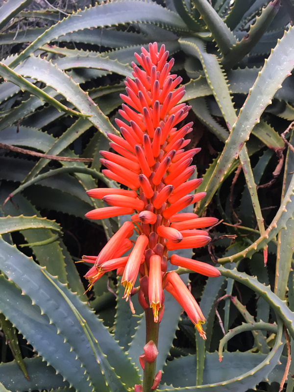 Red Aloe Flower