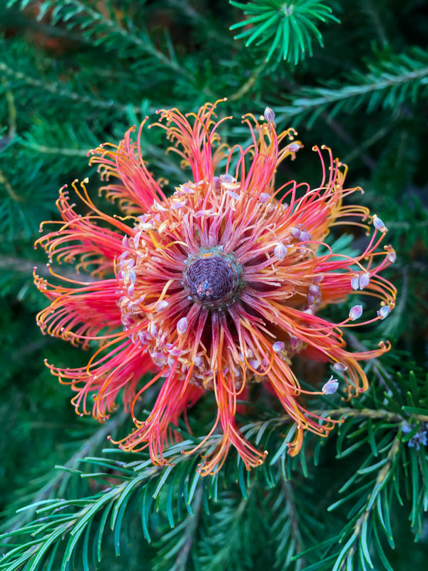 Red Bankisa Flower, Melbourne, Australia