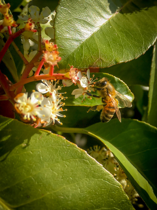 Bee on a Red Tip Photinia, Flower, Mornington Peninsula, Victoria, Australia.