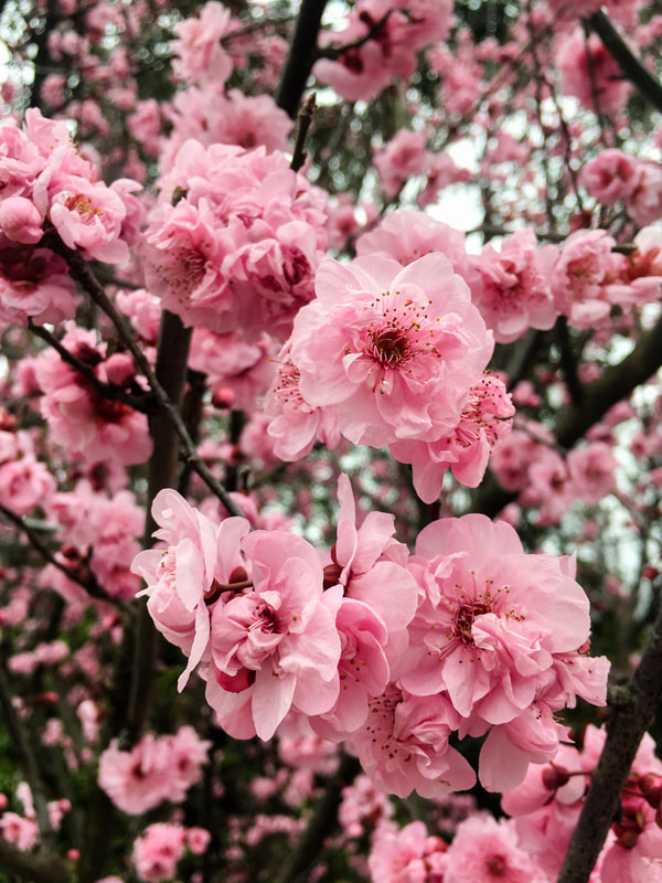  Spring Pink Fruit Tree Blossoms