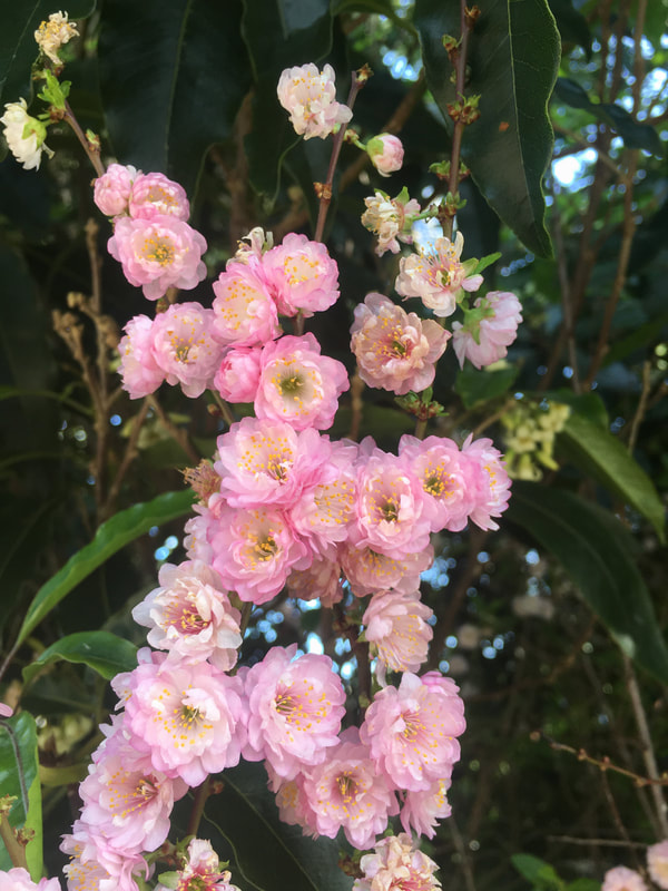  Spring Pink Fruit Tree Blossoms
