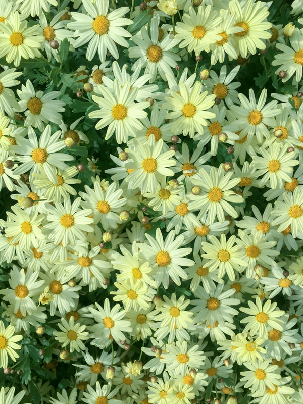 White daisies, Mornington Peninsula, Australia