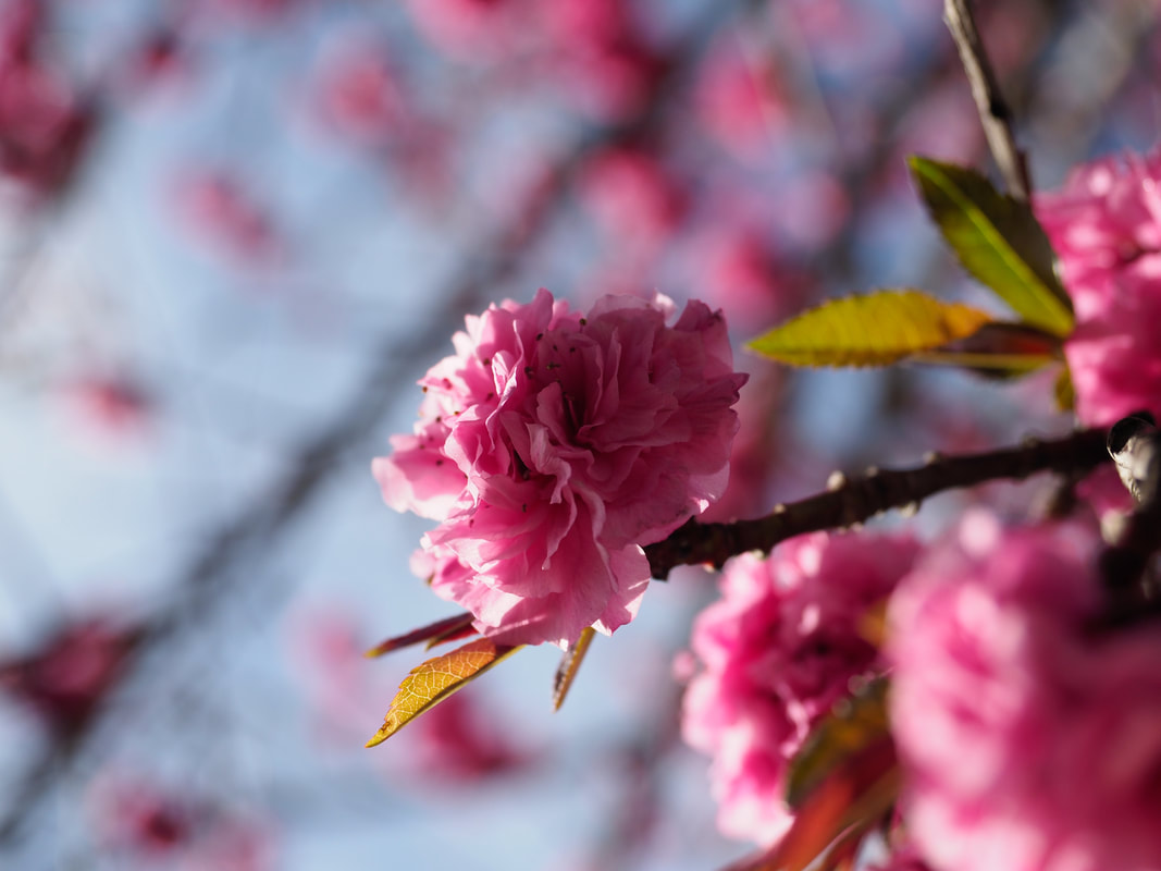  Pink spring fruit tree flowers.