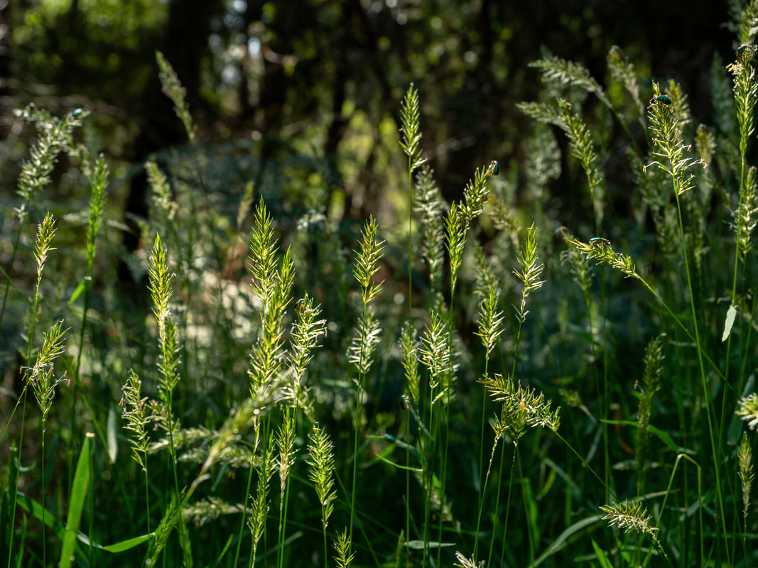 Grass Seed Heads. Greens Bush Walking Trails. Mornington Peninsula National Park. Victoria, Australia.