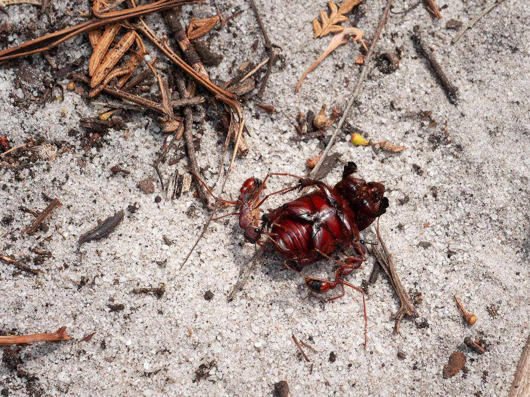 Ants moving a beetle. Greens Bush Walking Trails. Mornington Peninsula National Park. Victoria, Australia.