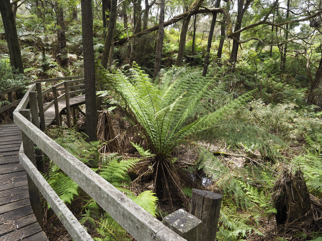 Ferns next to a creek. Greens Bush Walking Trails. Mornington Peninsula National Park. Victoria, Australia.