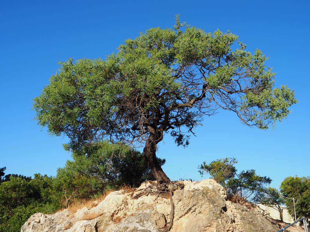 Tree growing from Limestone