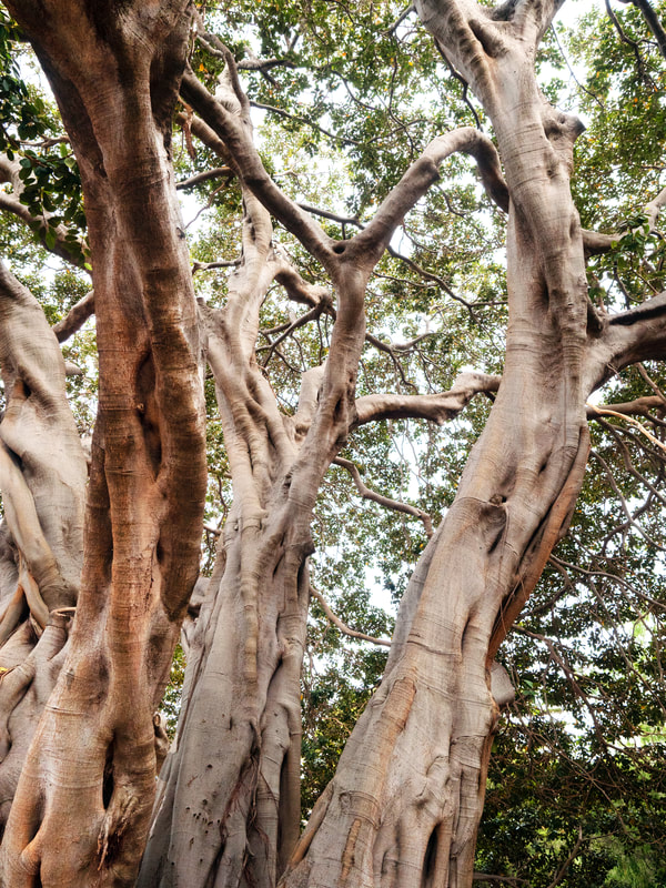 Rottnest Island Fig Tree. Western Australia. 
