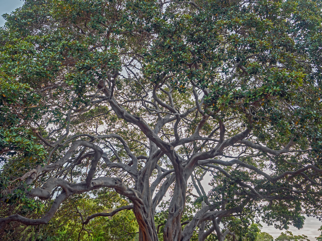 Rottnest Island Fig Tree. Western Australia. 