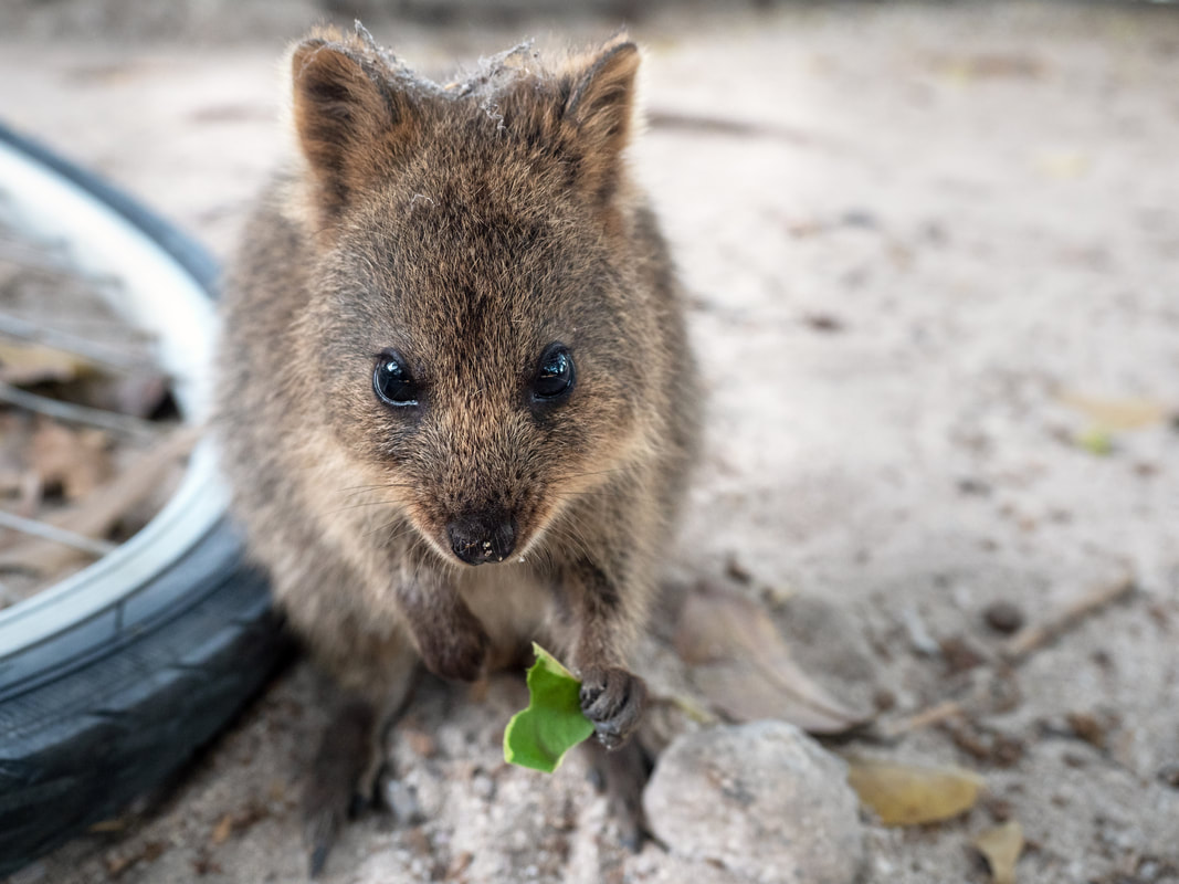Cute Quokka, Rottnest Island, Perth, Western Australia. Native mammal. Animal. Australian. 