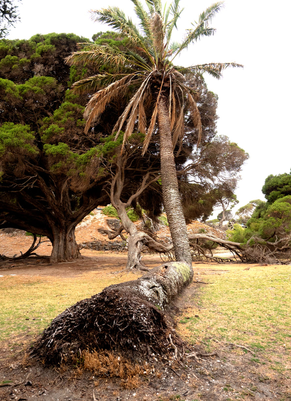 Bent Palm Tree, Rottnest Island. Western Australia. 