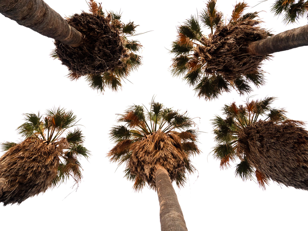 Palm Trees, Rottnest Island. Western Australia