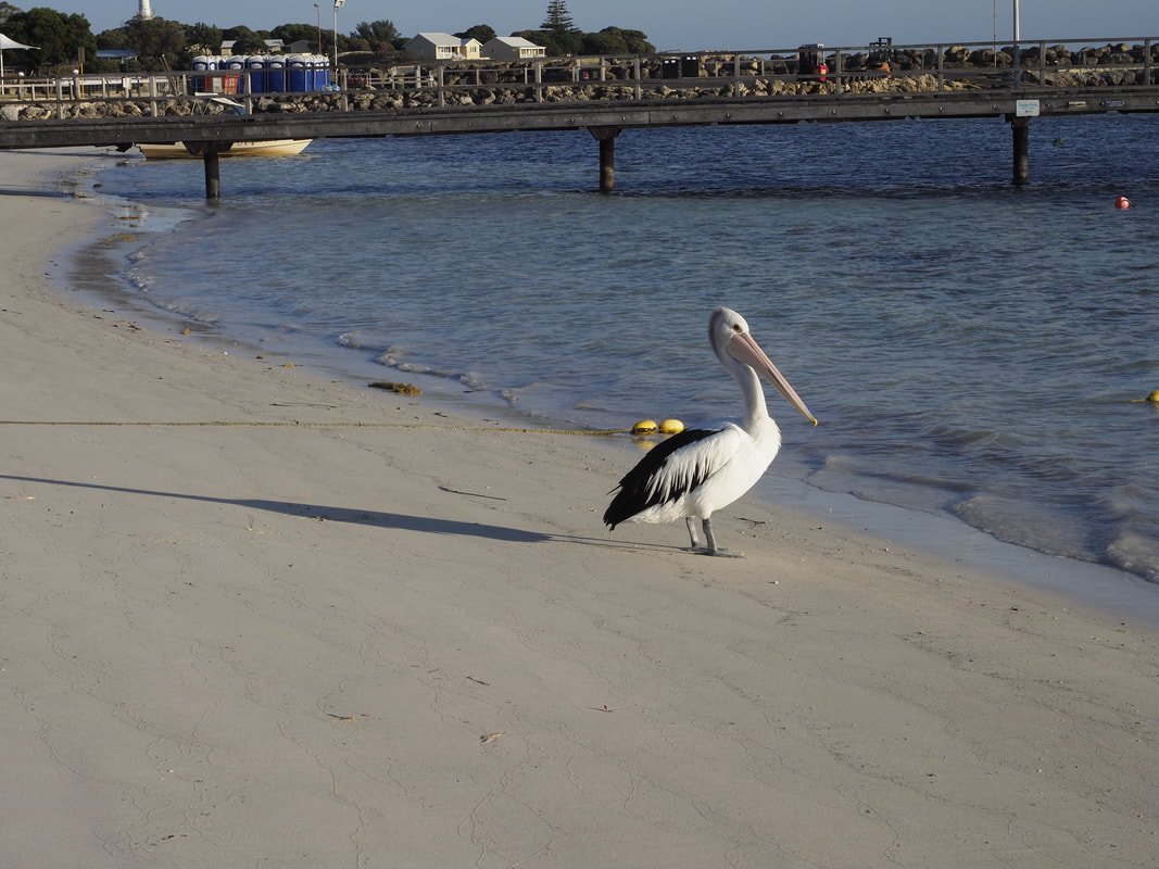 Pelican Thomson Bay. Rottnest Island, Western Australia. Bird life.