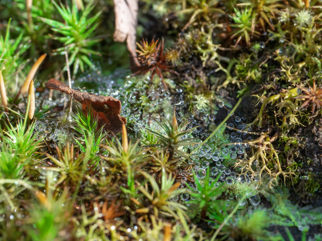 dew water droplets, moss spider web