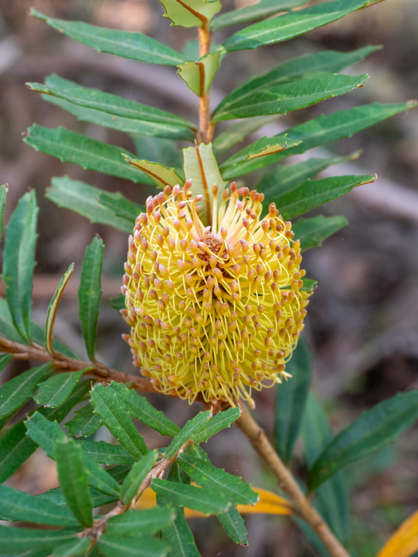 Yellow Banksia Flower. Lerderderg State Park, Victoria, Australia