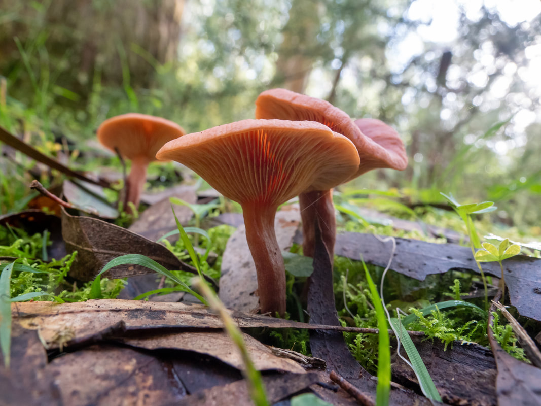 Lactarius eucalypti fungi, mushroom. Orange cap and stem, Victoria, Australia. Lerderderg State park. 