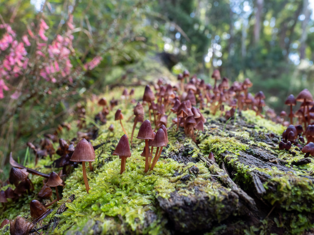 Small red fungi, Mycena toyerlaricola, on fallen tree trunk. Lerderderg State Park, Victoria, Australia. Funghi, fungi, mushroom, red-brown, multiple.