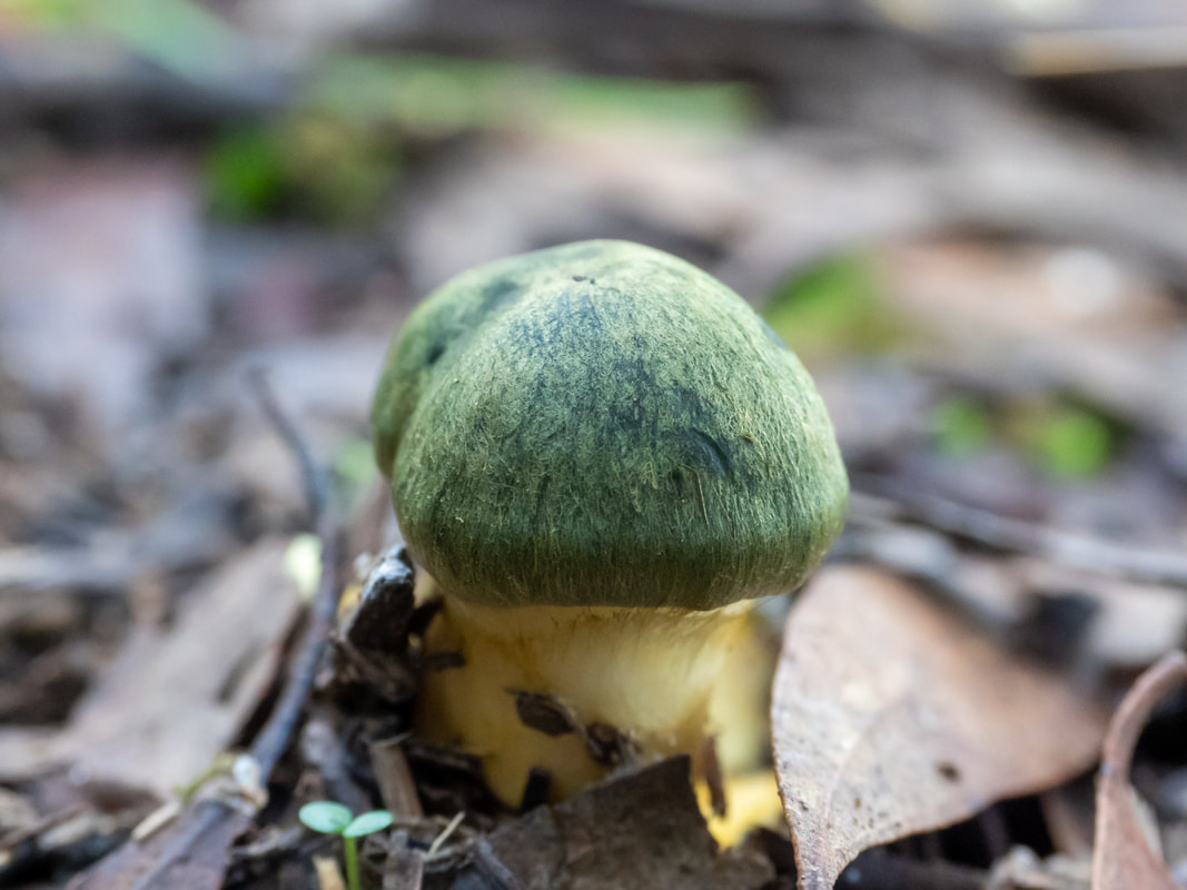 CORTINARIUS AUSTROVENETUS, small fungi mushroom with bright green cap and yellow stem, Lerderderg State Park, Victoria, Australia