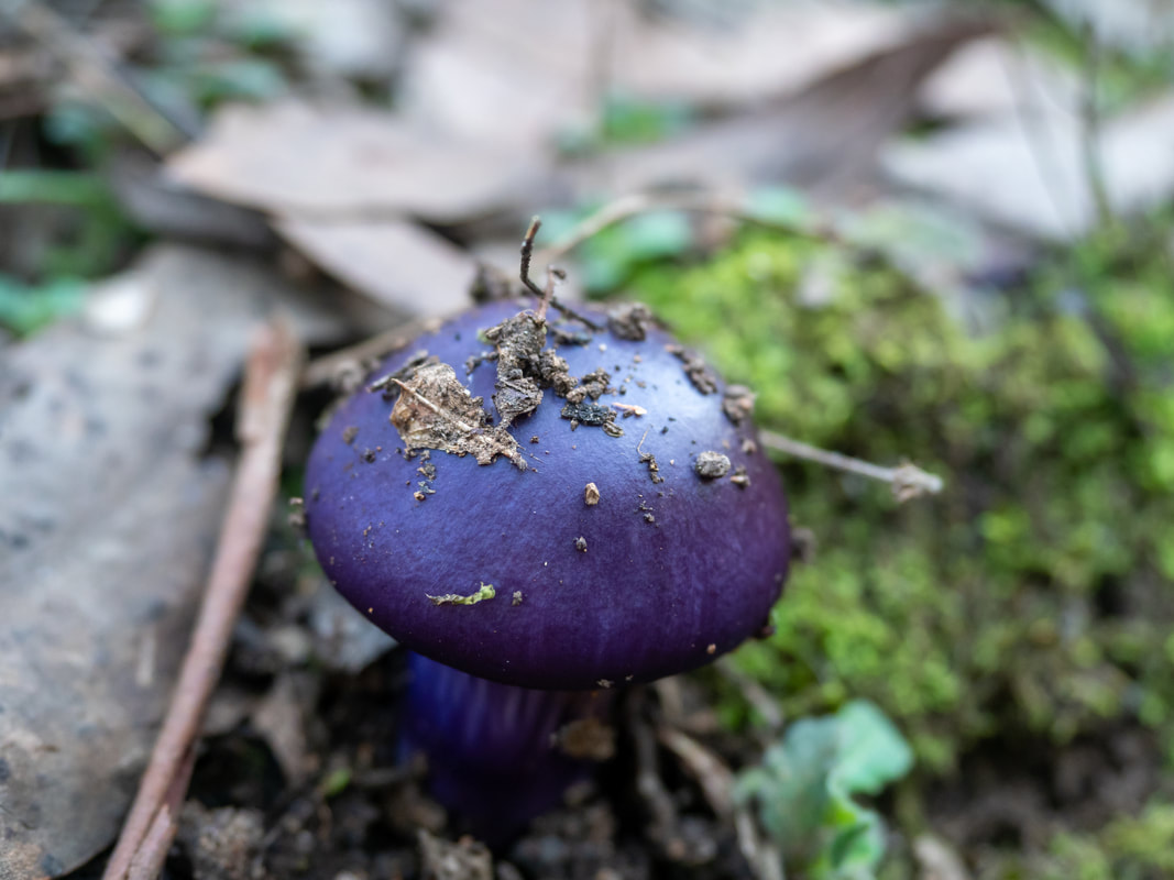 Cortinarius acheri fungi. Small purple fungi, photographed in Lerderderg State Park, Victoria, Australia