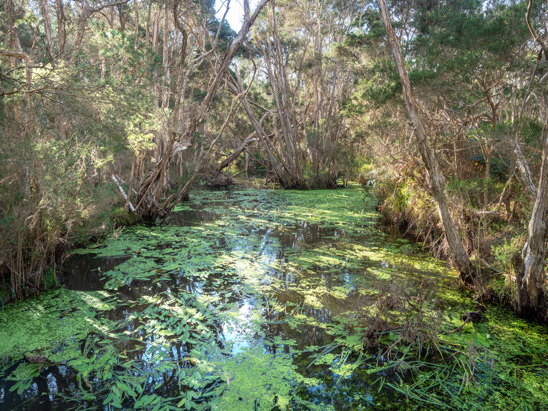 Balcombe Creek, The Briars, Mount Martha, Mornington Peninsula, Victoria, Australia