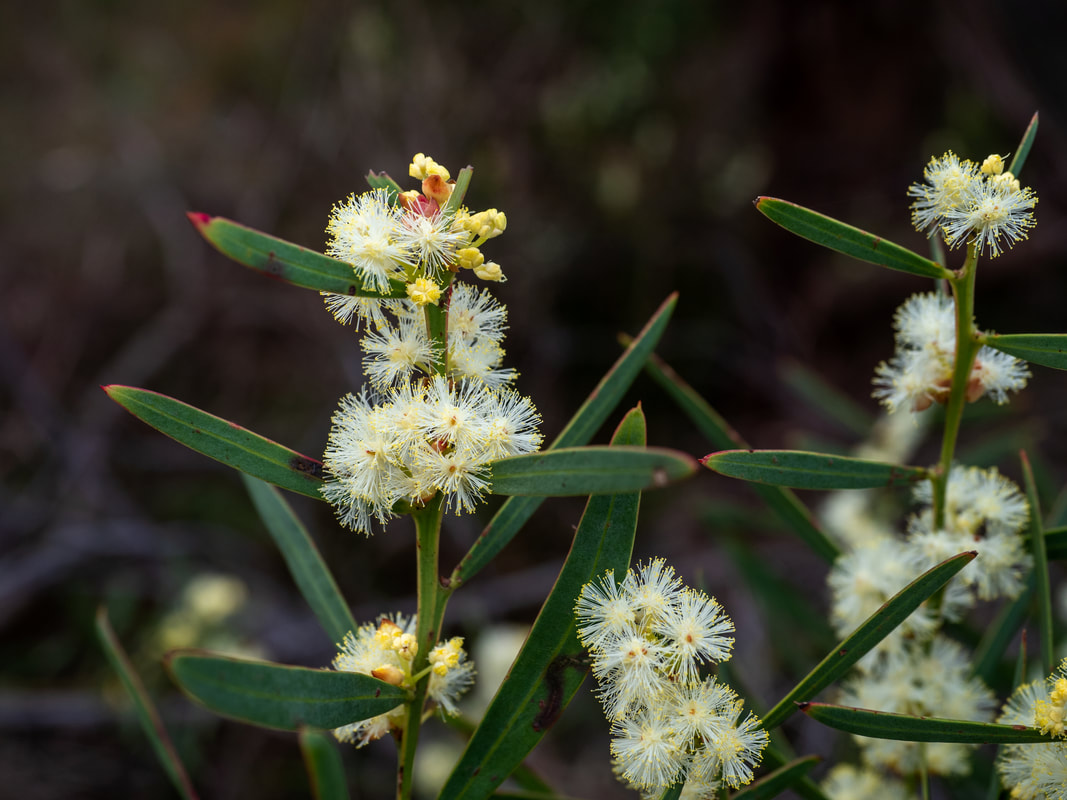 Acacia, Wattle Flower, Mornington Peninsula, Victoria, Australia