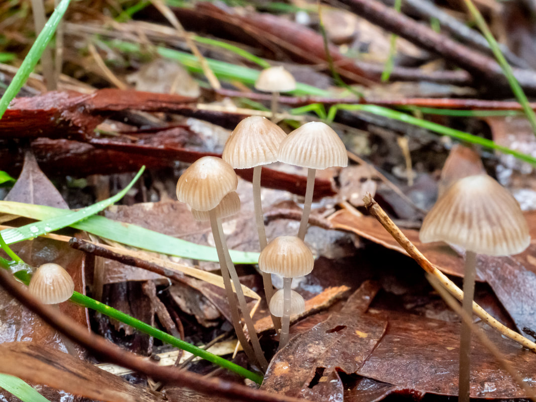 Mycena albidofusca, small brown fungi with striped cap and white spot on top. Leaf litter. Victoria, Australia