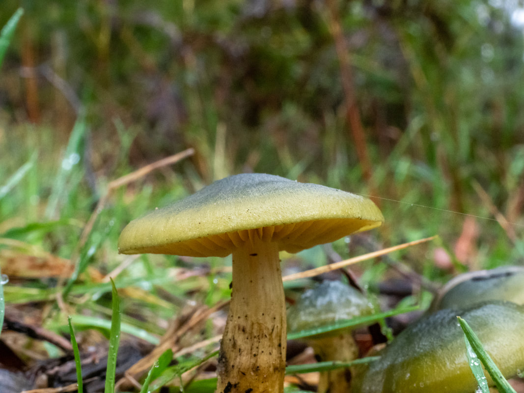 CORTINARIUS AUSTROVENETUS, small fungi mushroom with bright green cap and yellow stem, Arthur's Seat State Park, Victoria, Australia