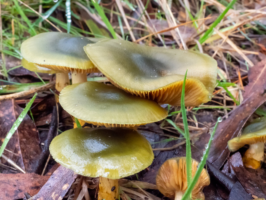 CORTINARIUS AUSTROVENETUS, small fungi mushroom with bright green cap and yellow stem, Arthur's Seat State Park, Victoria, Australia