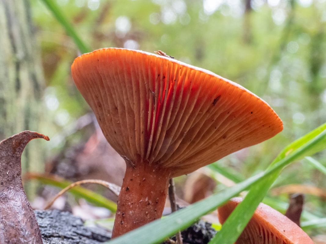 Saffron Milkcap (Lactarius deliciosus). Fungi, Victoria, Australia. 