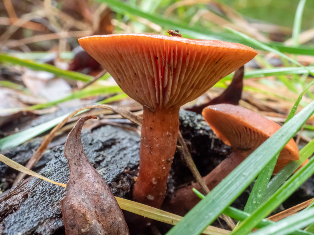 Saffron Milkcap (Lactarius deliciosus). Fungi, Victoria, Australia. 