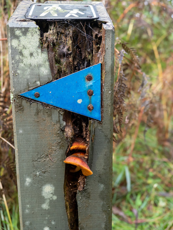 Fungi growing from a sign post. OT Dam Circuit Walk, Arthur's Seat State Park, Mornington Peninsula, Victoria, Australia, walking trails, bush walking.