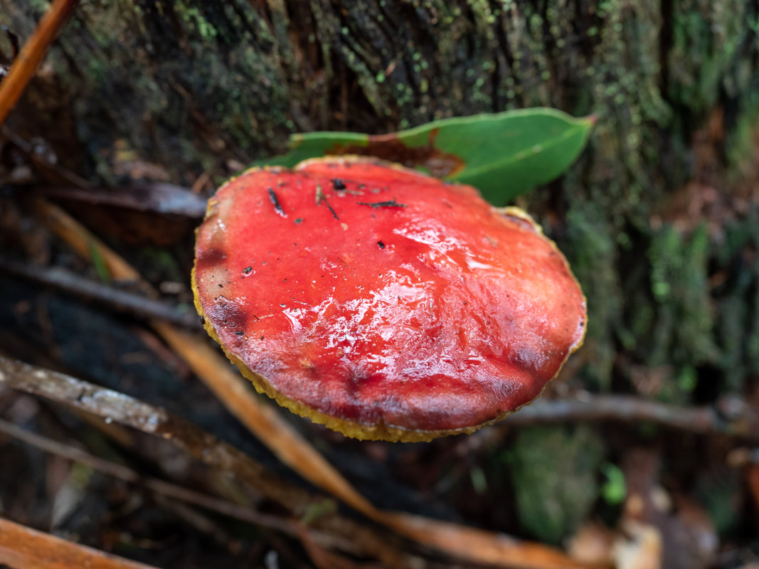 Boletellus obscurecoccineus fungi, funghi. Arthur's Seat State Park, Victoria, Australia