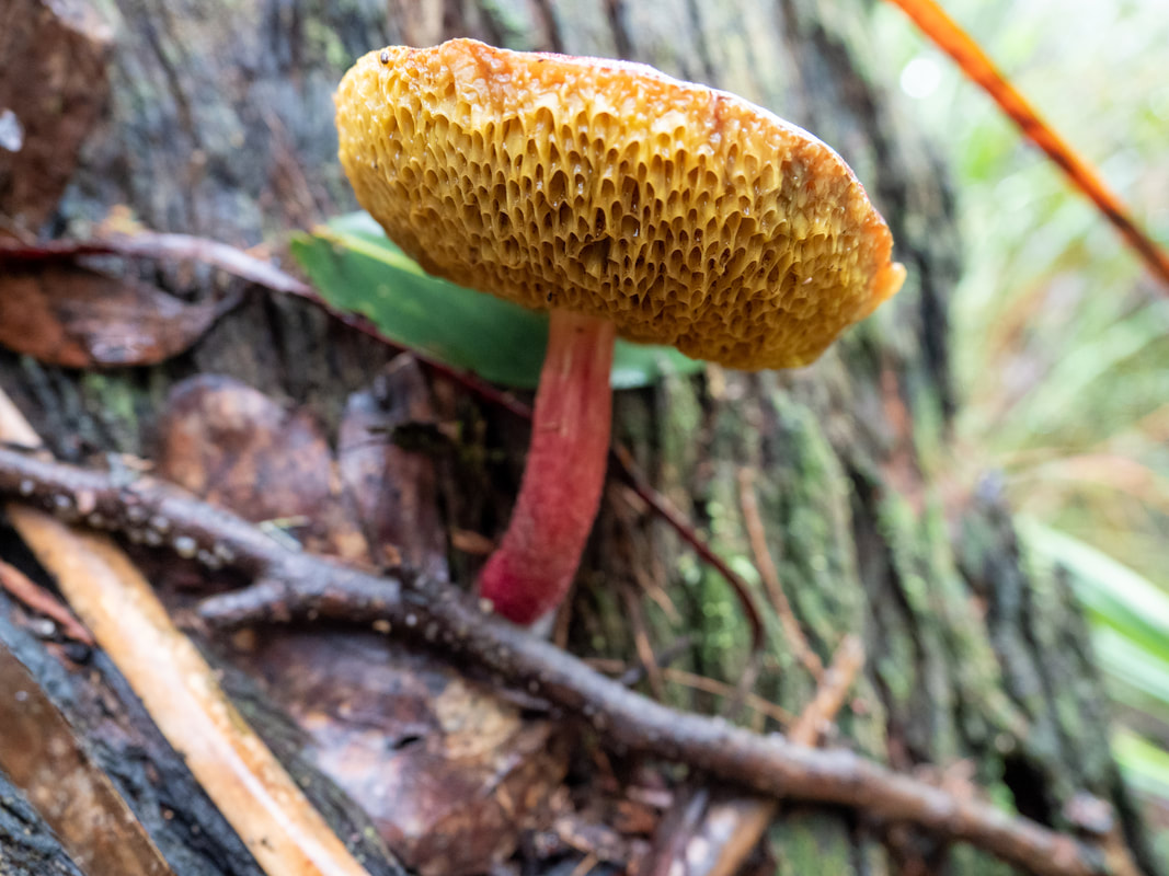 Boletellus obscurecoccineus fungi, funghi. Arthur's Seat State Park, Victoria, Australia