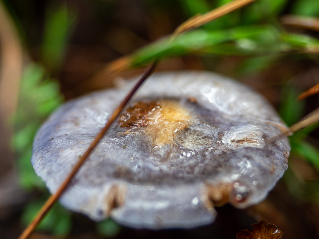 Cortinarius acheri fungi. Small purple fungi, photographed in Arthur's Seat State Park, Victoria, Australia