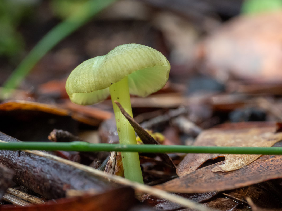 Entoloma rodwayi fungi. Green, small funghi. Photo taken in Arthur's Seat State Park, Victoria, Australia
