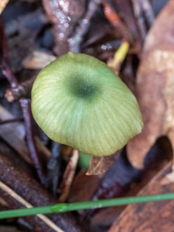 Entoloma rodwayi fungi. Green, small funghi. Photo taken in Arthur's Seat State Park, Victoria, Australia