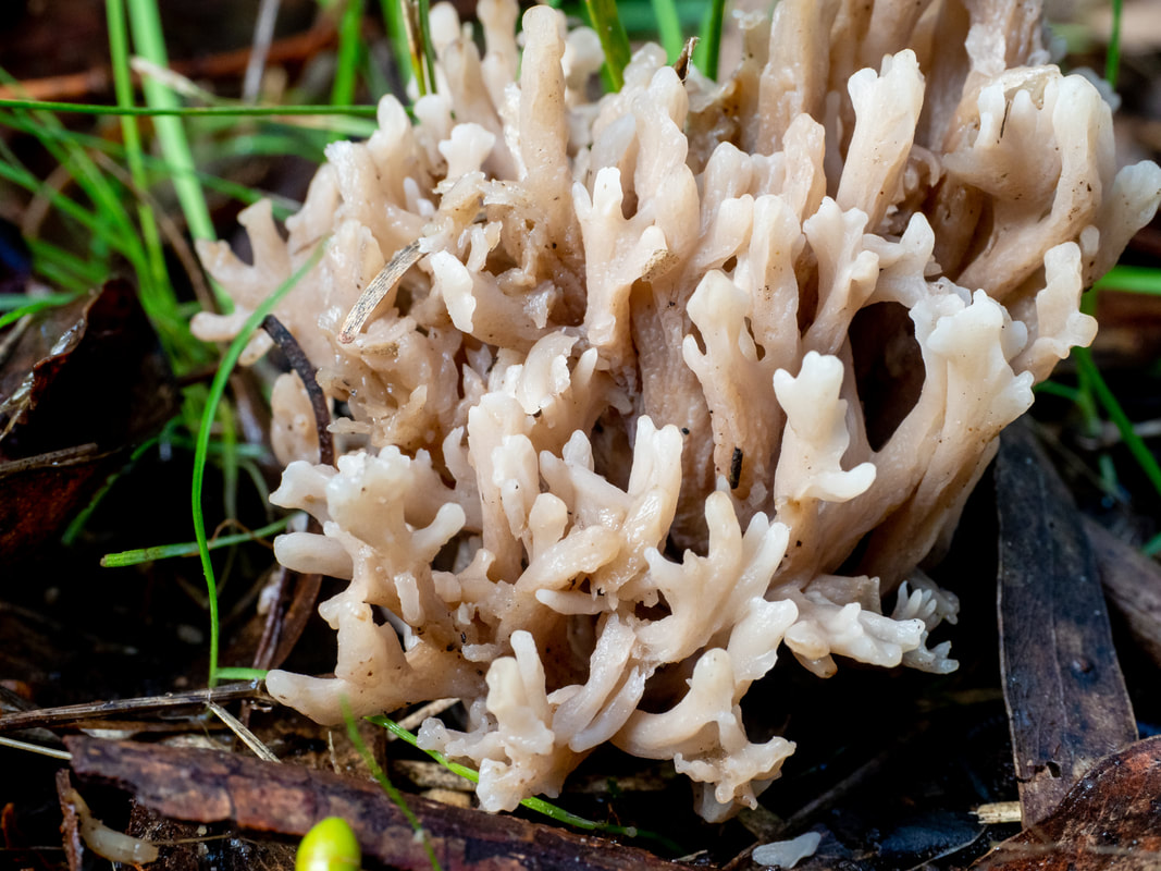 Ramaria pyrispora. White cream coral fungi, Australia, Victoria