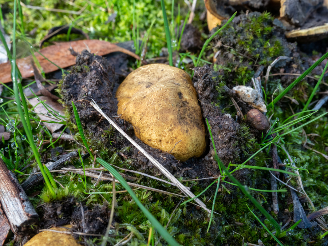 Scleroderma cepa, puffball fungi, Victoria, Australia