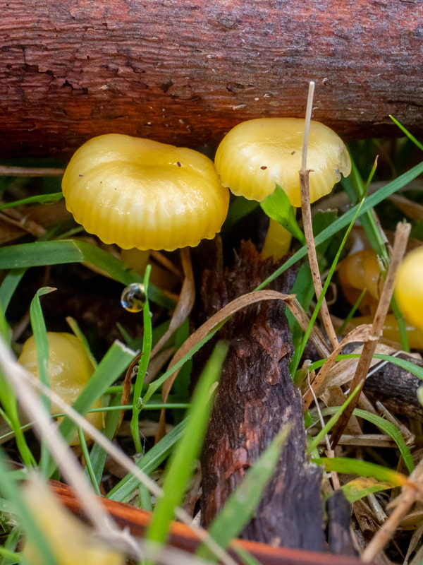 Hygrocybe chromolimonea, small yellow gilled fungi, Victoria, Australia