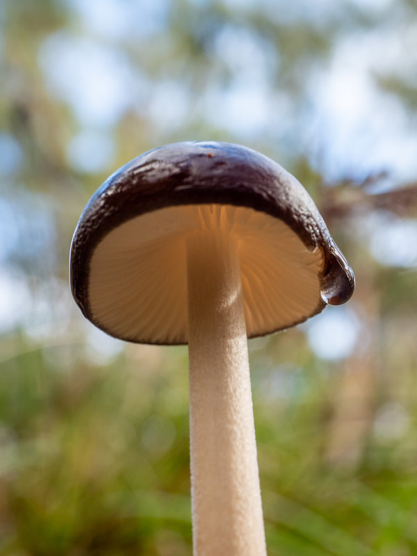 Oudemansiella gigaspora, fungi with dark brown cap, cream gills and stem. Victoria, Australia