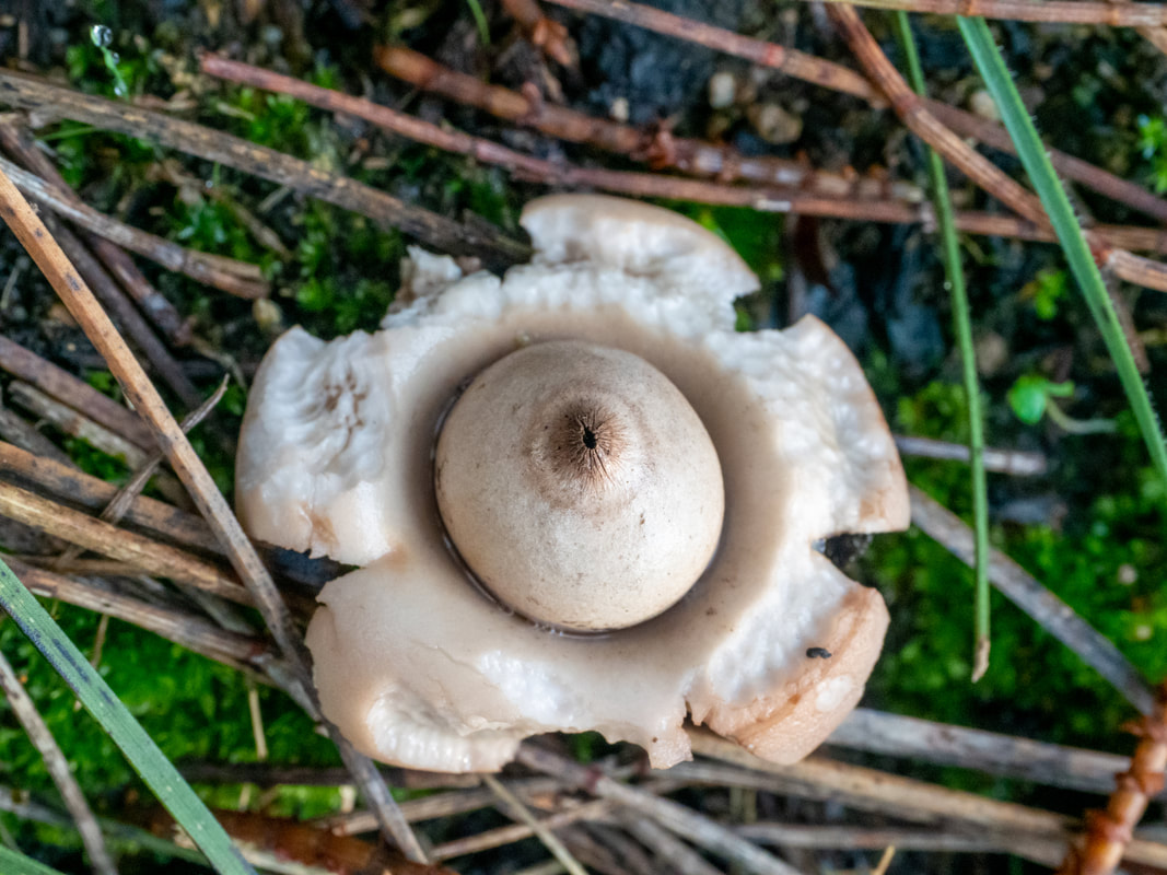 Fungi, McLarens Dam walking trail, Arthurs Seat State Park, Victoria, Australia. Mornington Peninsula. 
