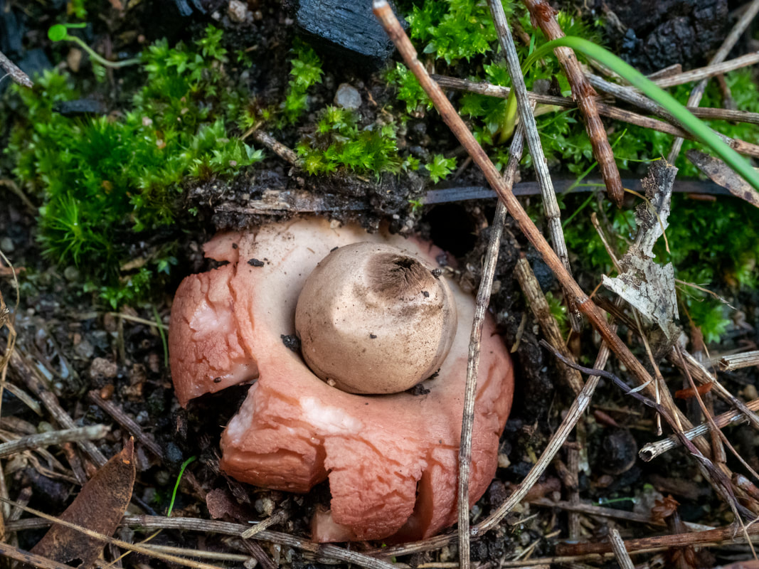 Earth Stat, GEASTRUM TRIPLEX / GEASTRUM INDICUM, Victoria, Australia, native fungi, funghi