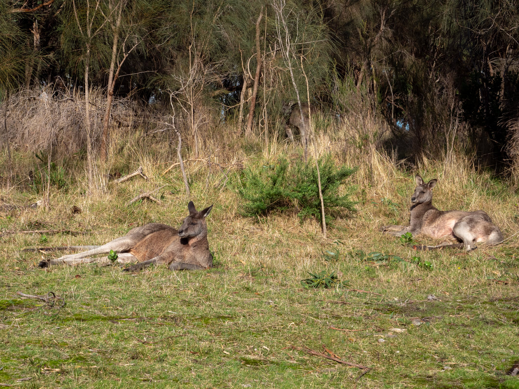 Kangaroo's, Arthur's Seat State Park, Victoria, Australia