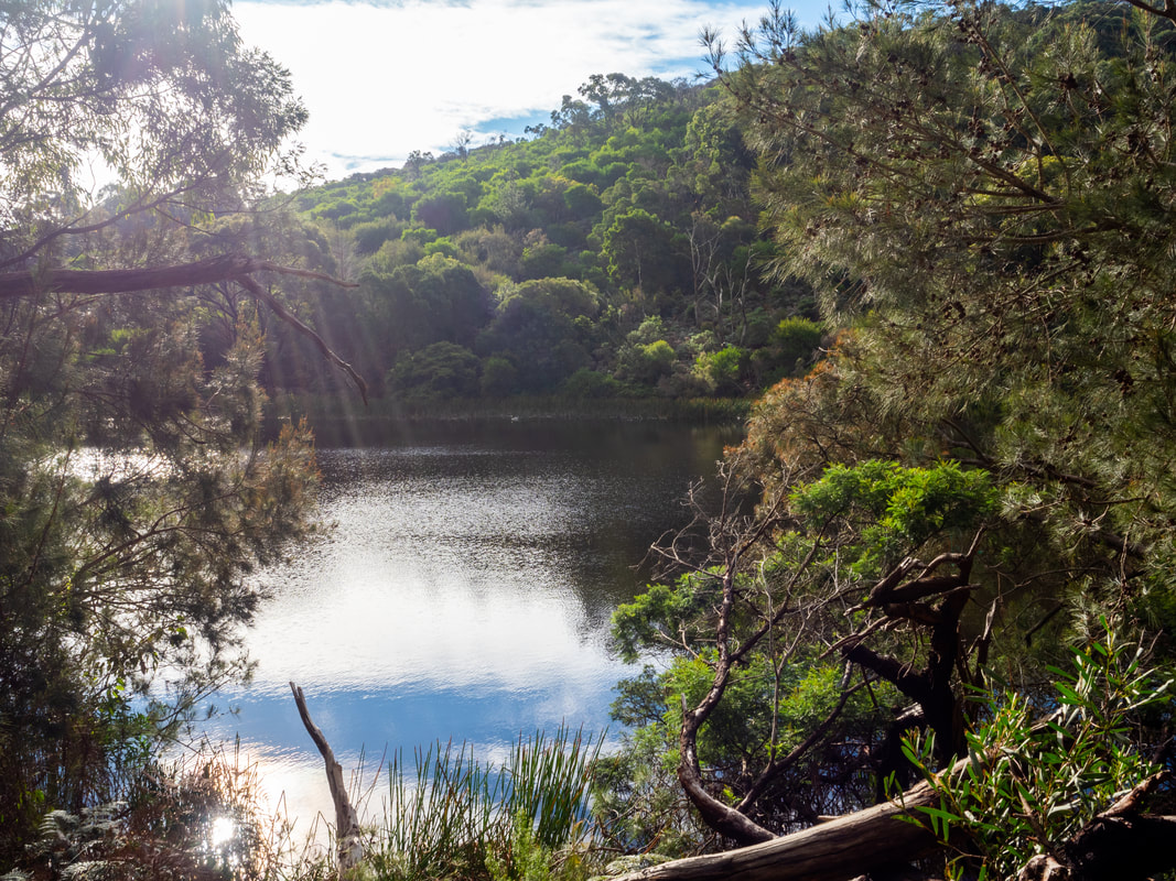 McLarens Dam walking trail, Arthurs Seat State Park, Victoria, Australia. Mornington Peninsula. 