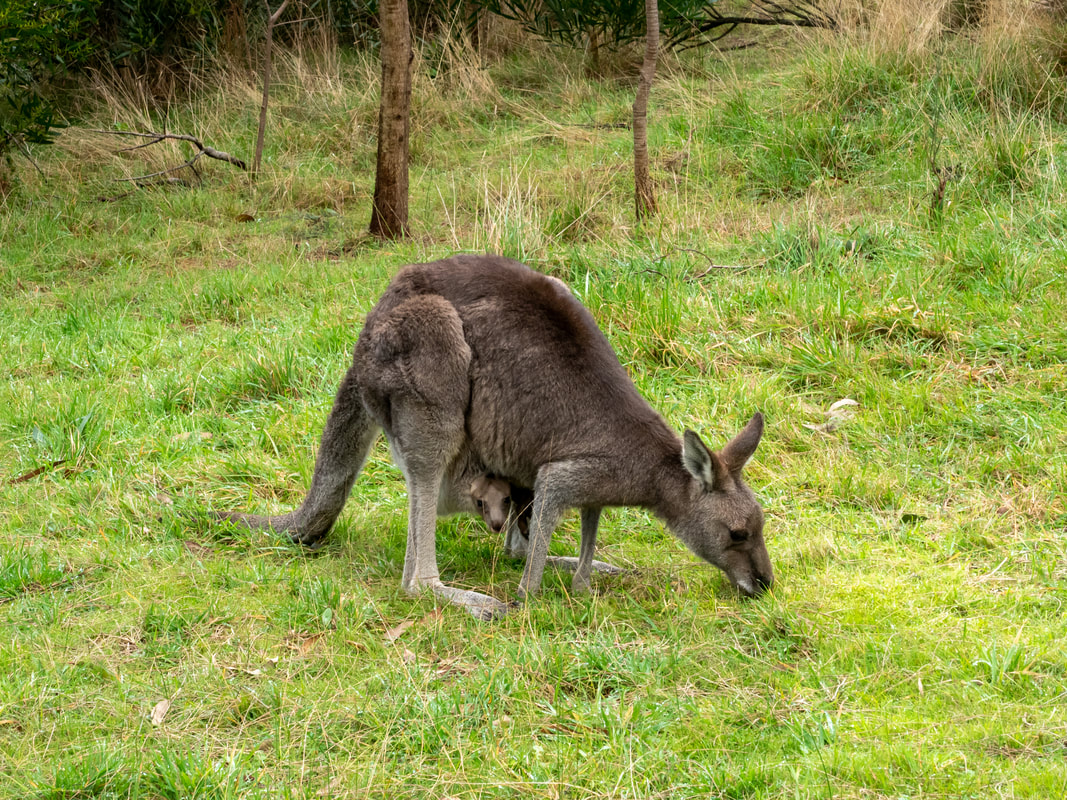 Kangaroo with joey, Arthur's Seat State Park, Victoria, Australia