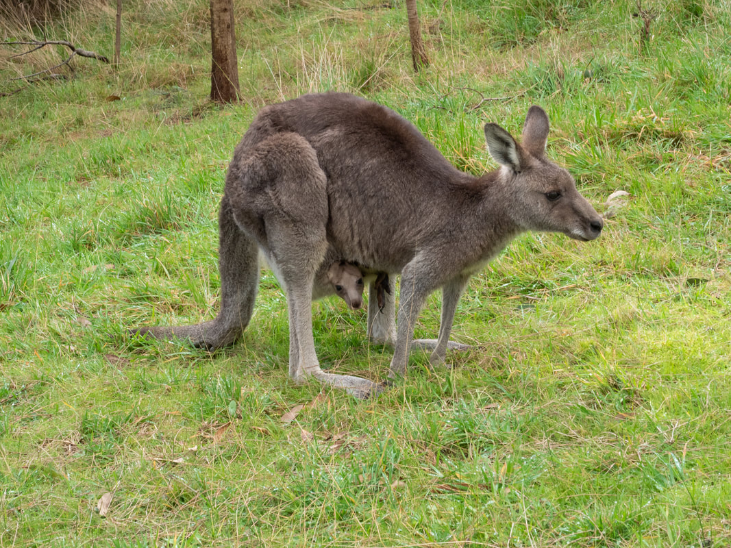 Kangaroo with Joey, Arthur's Seat State Park, Victoria, Australia