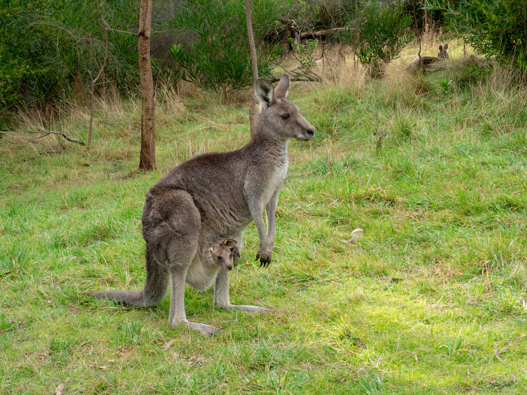 Kangaroo with joey, Arthur's Seat State Park, Victoria, Australia
