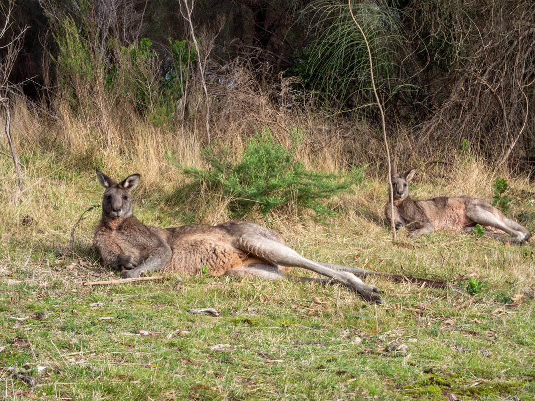 Kangaroos, McLarens Dam walking trail, Arthurs Seat State Park, Victoria, Australia. Mornington Peninsula. 