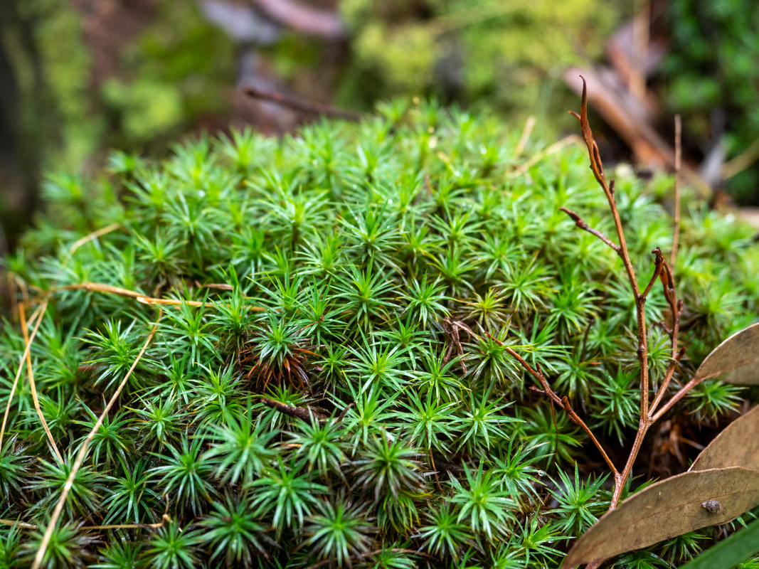 Spiky Moss, Victoria, Australia