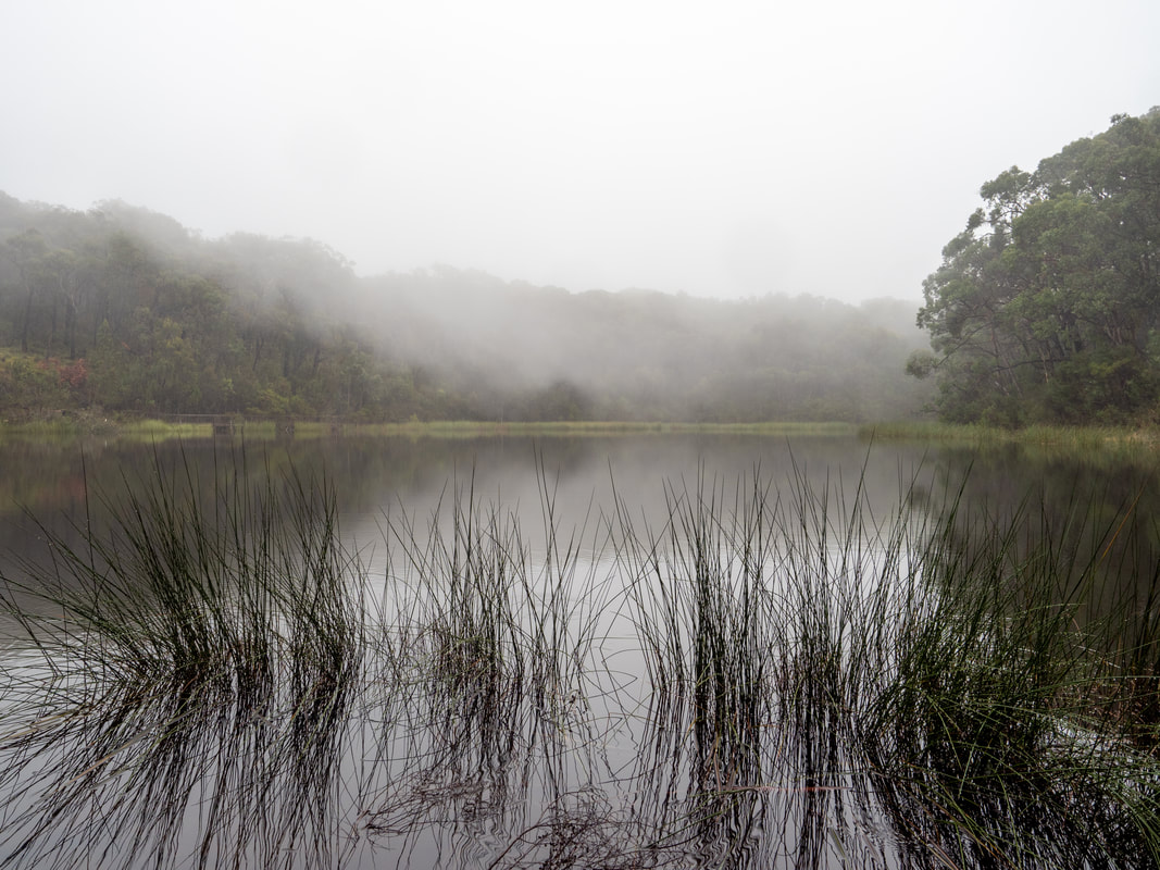 Fog over the water. OT Dam Circuit Walk, Arthur's Seat State Park, Mornington Peninsula, Victoria, Australia, walking trails, bush walking
